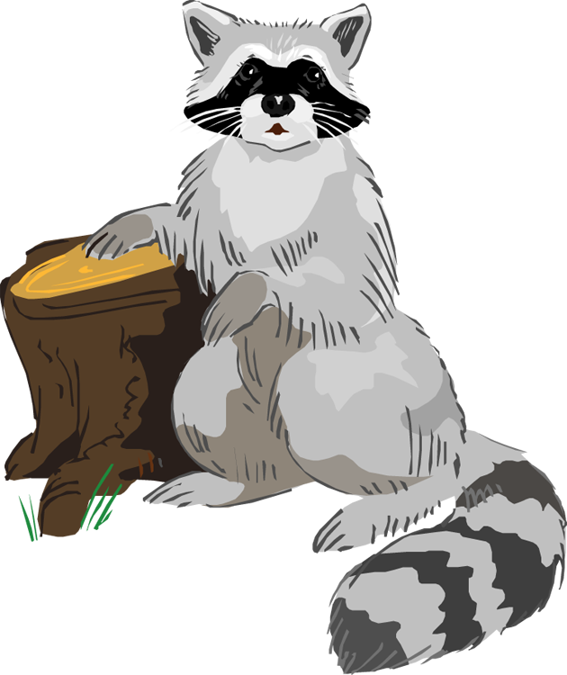 Raccoons PNG HD Quality