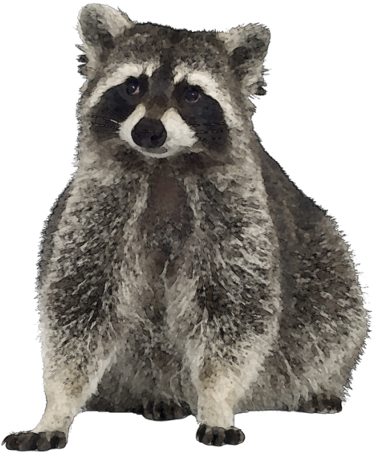Raccoons Transparent Free PNG