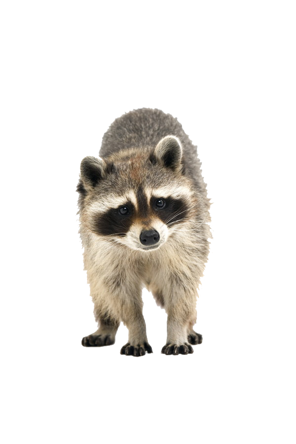 Raccoons Transparent Image