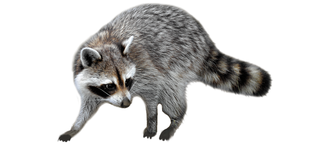 Raccoons Transparent Images