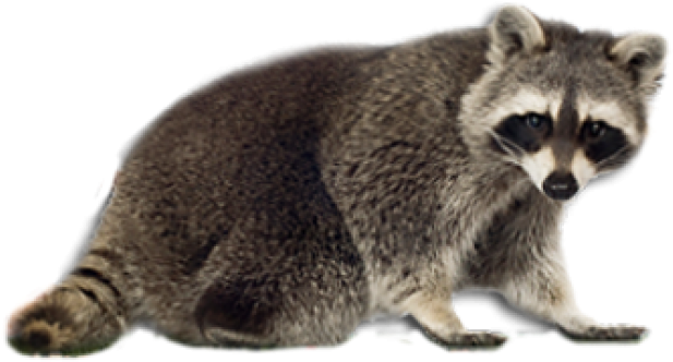 Raccoons Transparent PNG