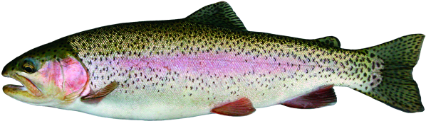 Rainbow Trout Background PNG Image