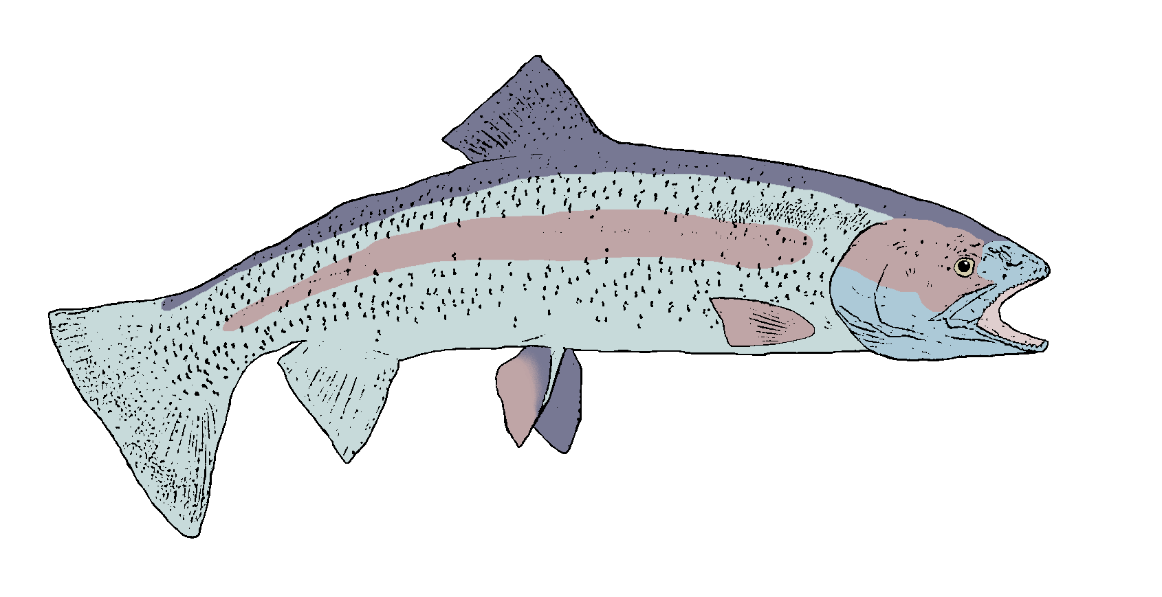 Rainbow Trout Background PNG