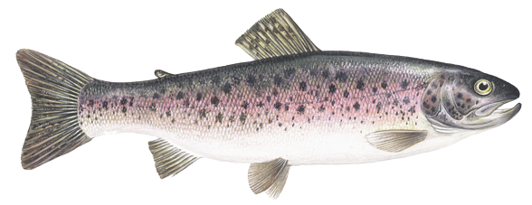 Rainbow Trout Download Free PNG