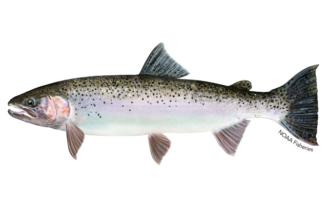 Rainbow Trout Free PNG
