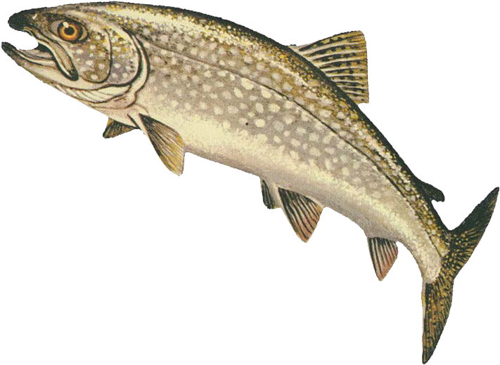 Rainbow Trout No Background