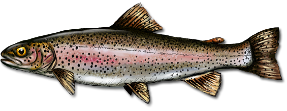 Rainbow Trout PNG Background