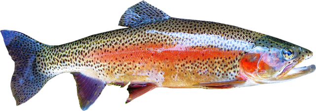 Rainbow Trout PNG Free File Download