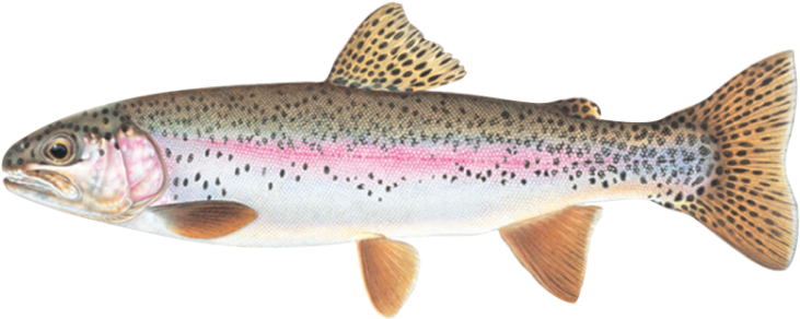 Rainbow Trout PNG Images HD