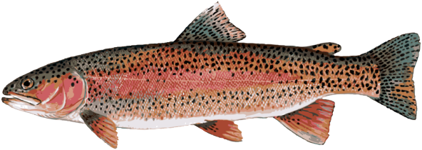 Rainbow Trout PNG Photos