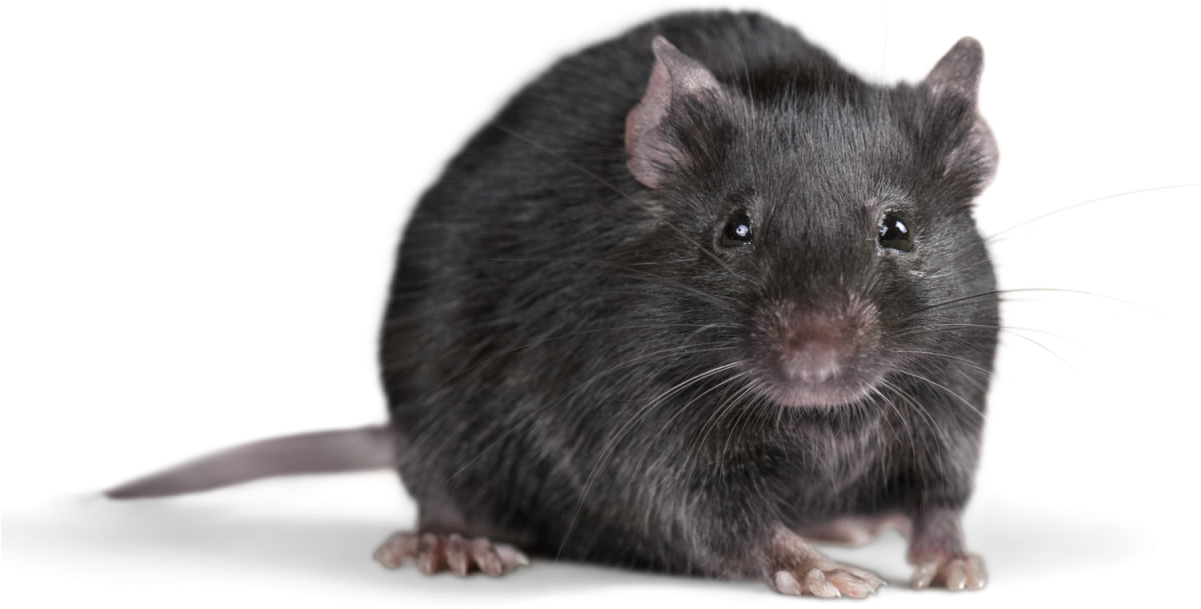 Rat Background PNG Image