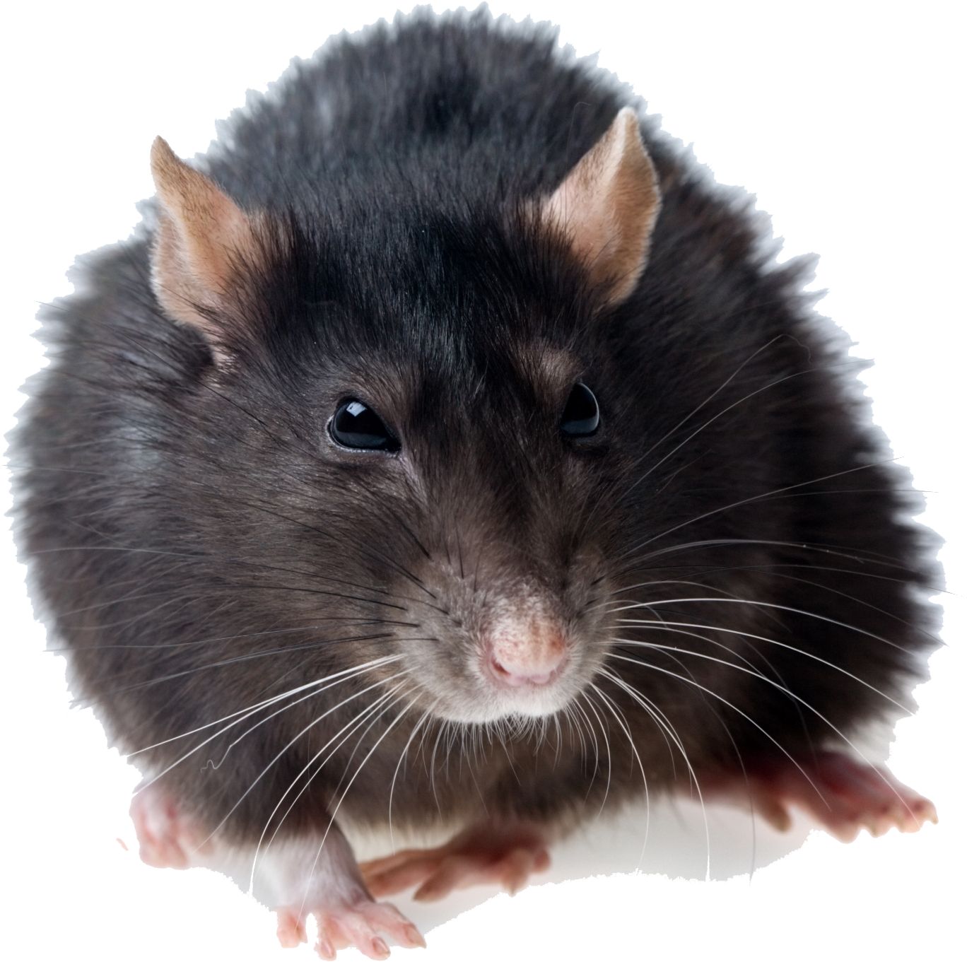 Rat PNG Clipart Background