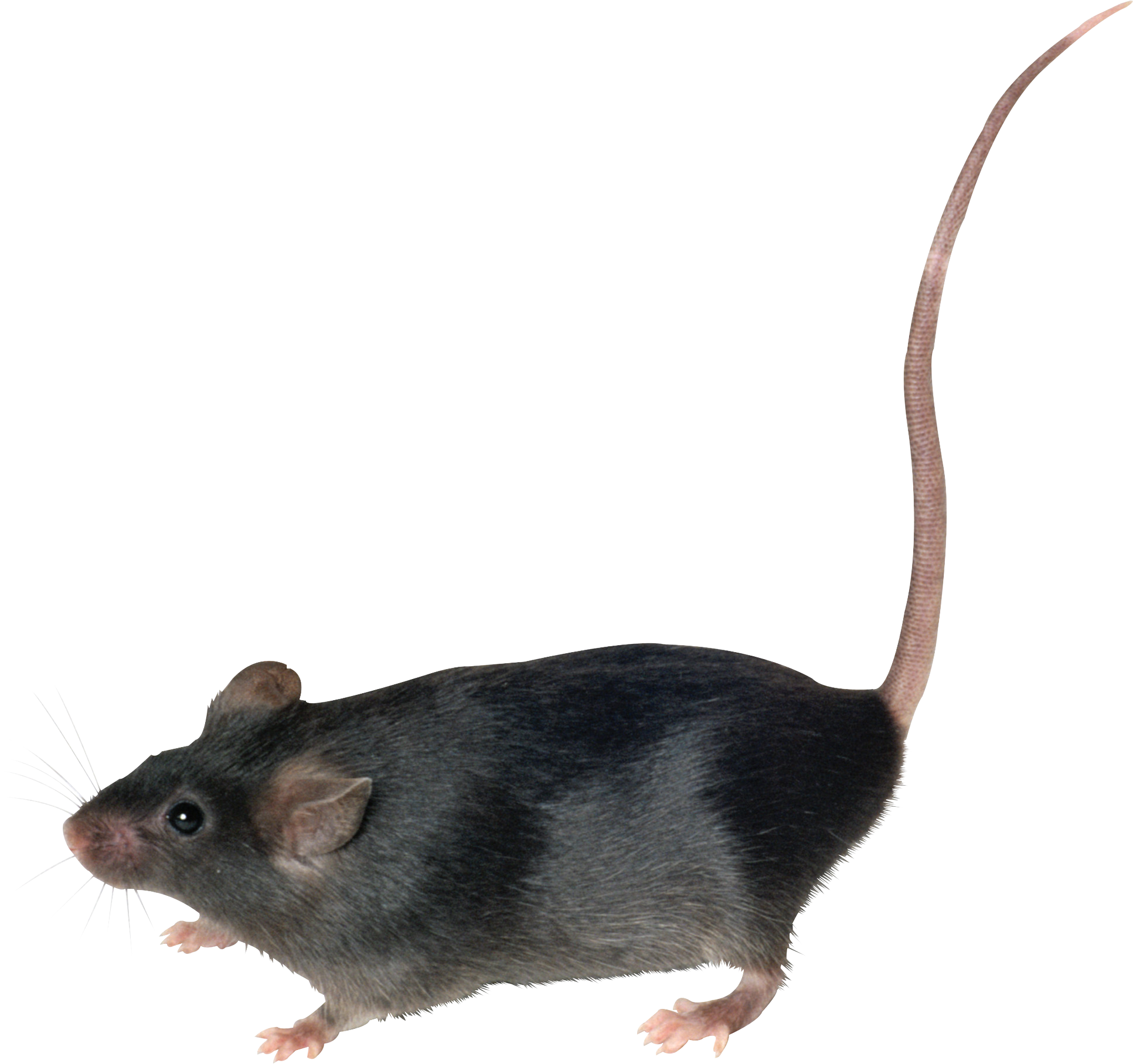 Rat PNG Free File Download