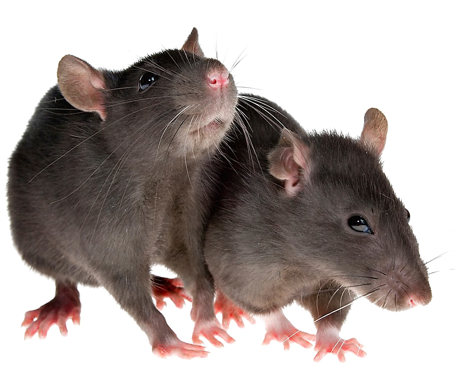 Rat PNG HD Quality