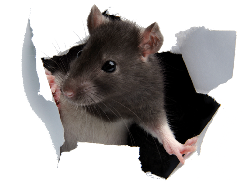 Rat PNG Photo Image