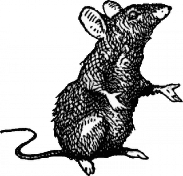 Rat PNG Pic Background