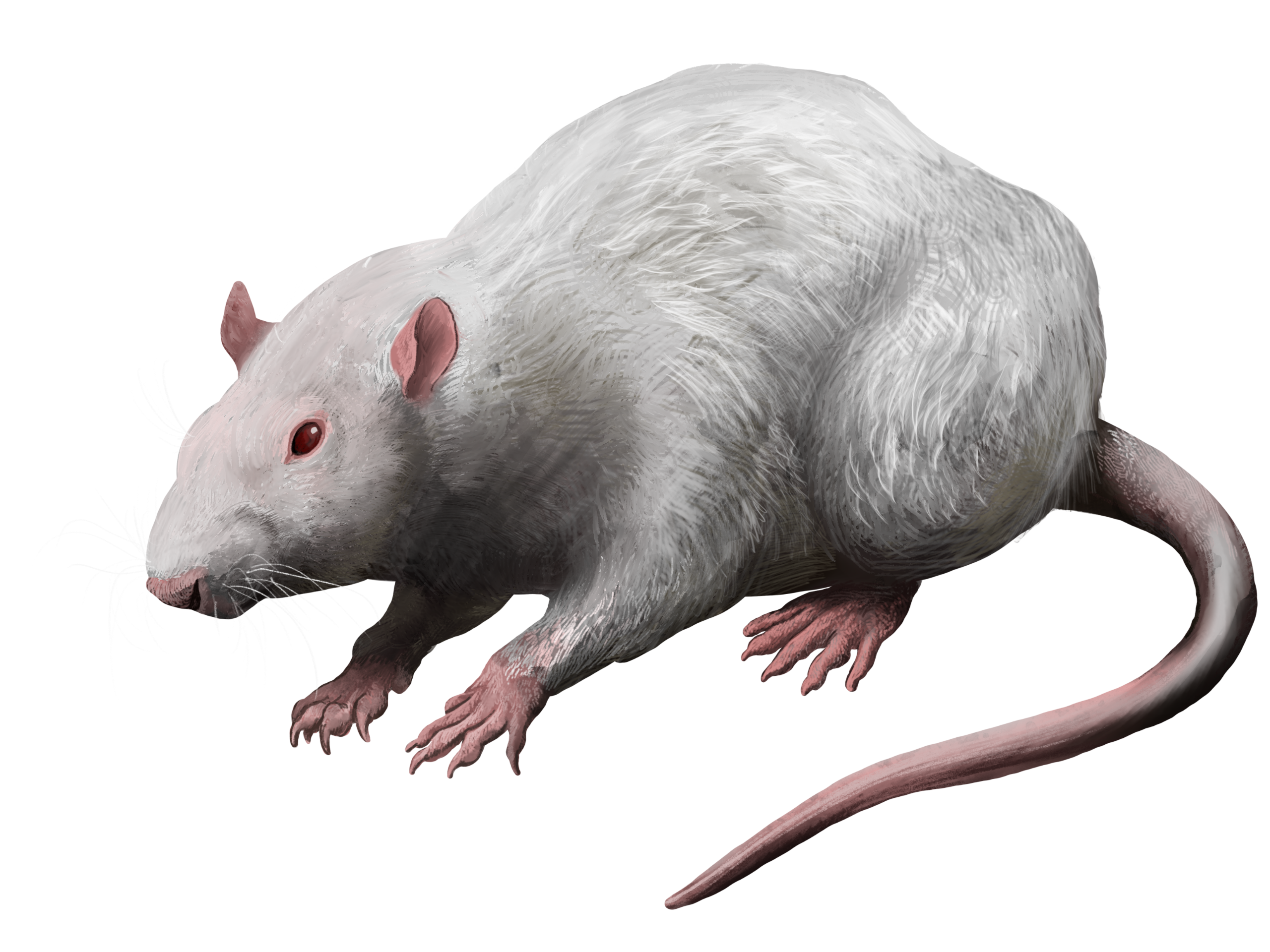 Rat Transparent PNG
