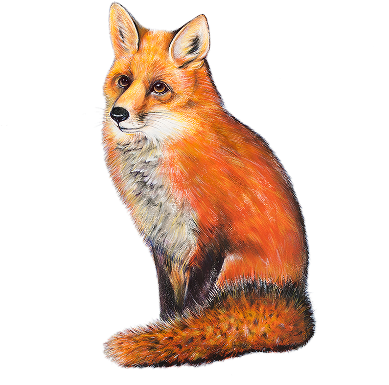 Red Fox Free PNG