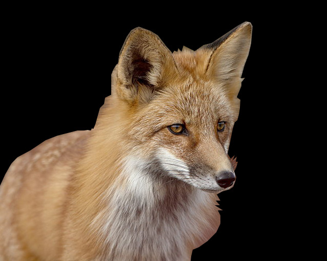 Red Fox No Background