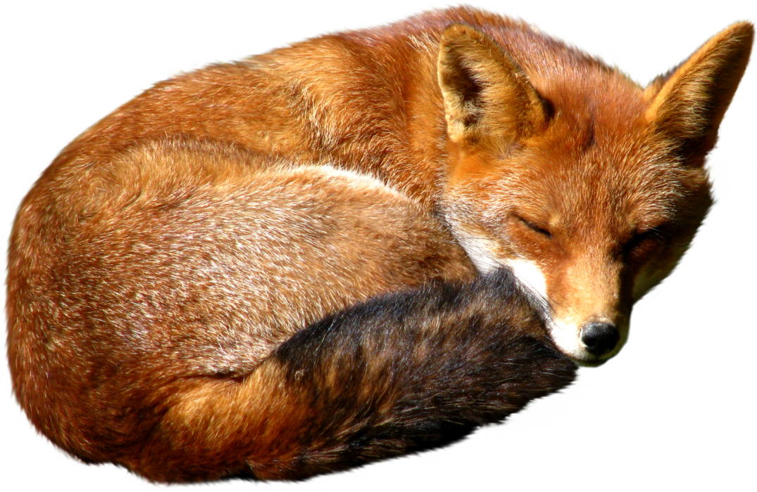 Red Fox PNG HD Quality