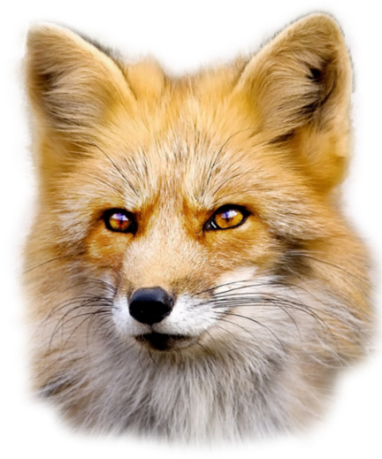 Red Fox PNG Photo Image