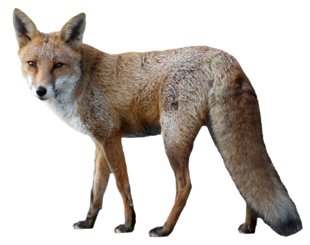Red Fox PNG Pic Background