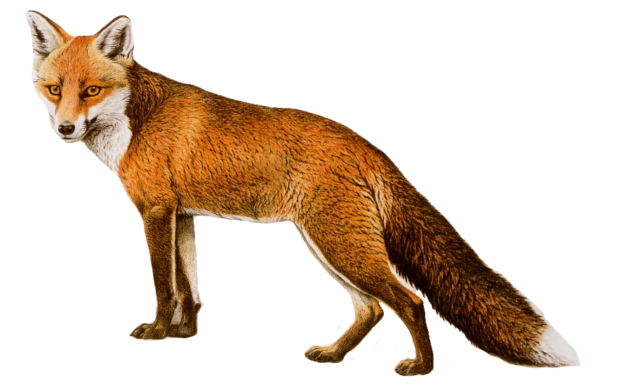 Red Fox Transparent Free PNG