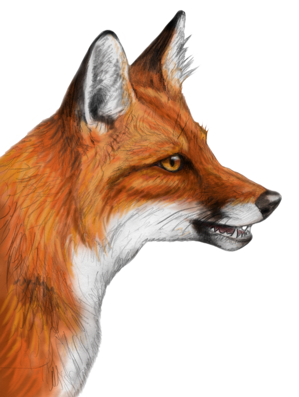 Red Fox Transparent Image