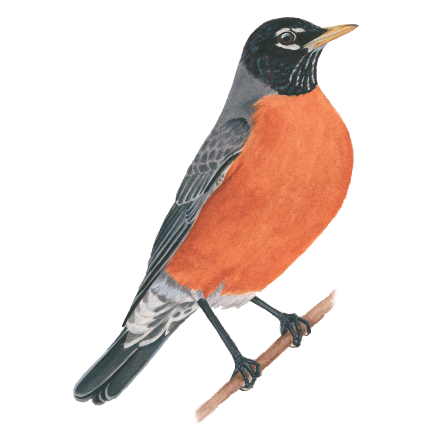 Red-Winged Blackbird Free PNG