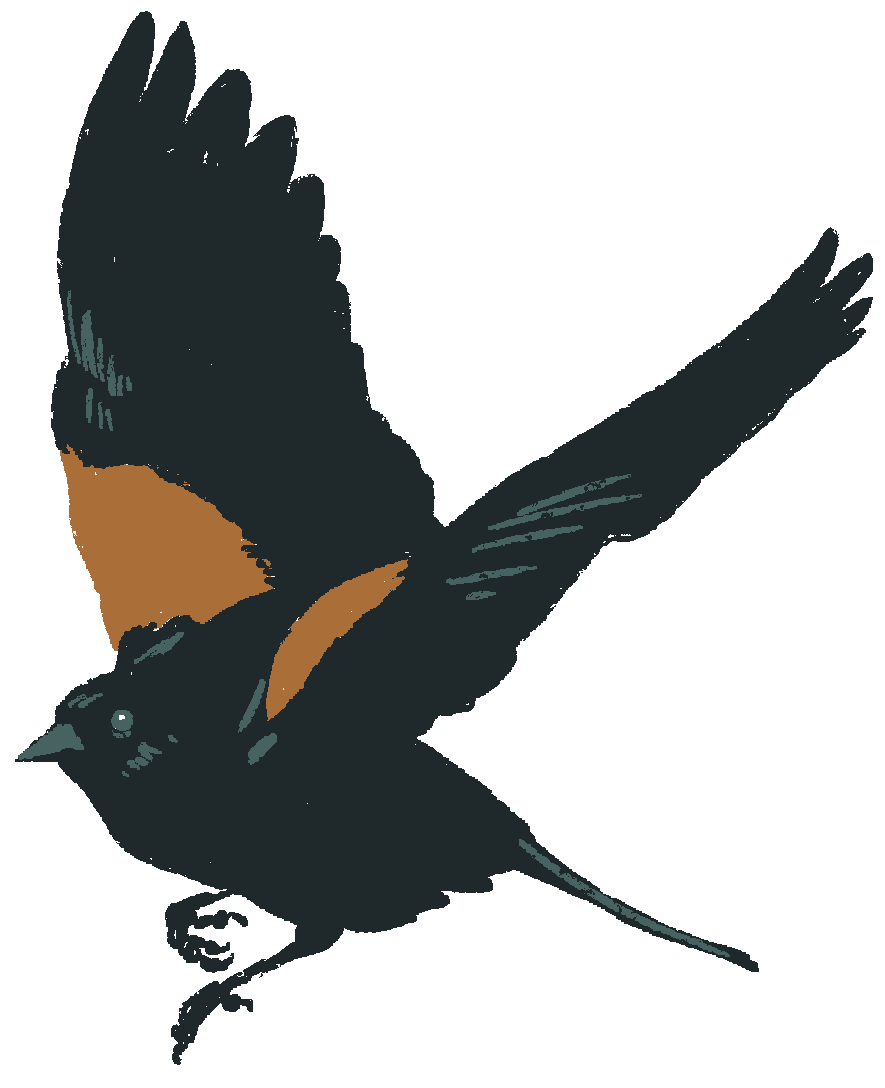 Red-Winged Blackbird PNG Background