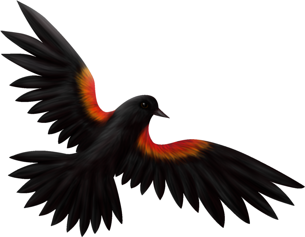 Red-Winged Blackbird PNG HD Quality