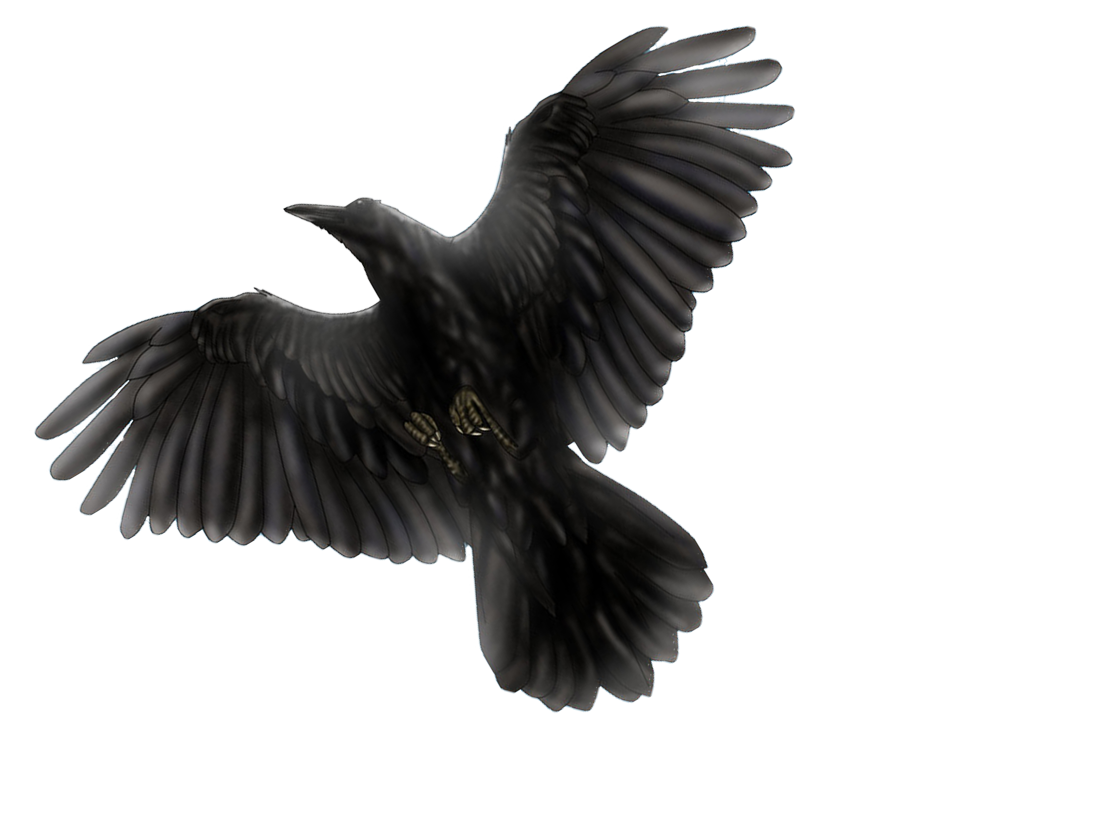 Red-Winged Blackbird PNG Pic Background
