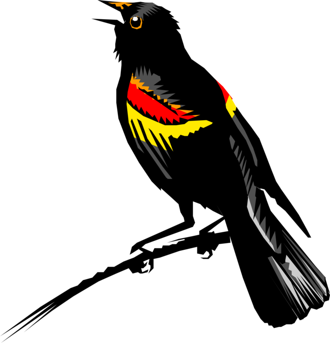 Red-Winged Blackbird Transparent Background