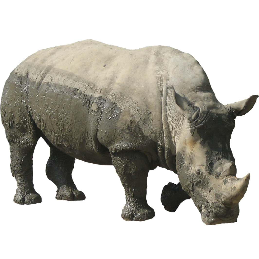 Rhinoceros Background PNG