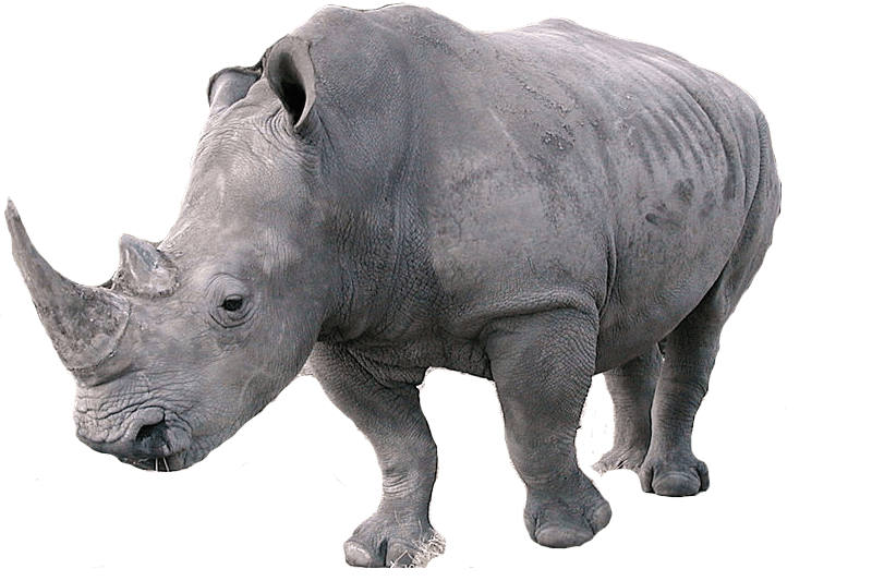 Rhinoceros PNG Photo Image