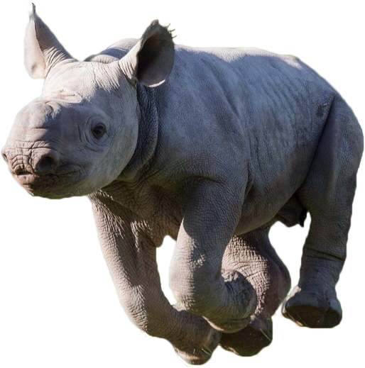 Rhinoceros PNG Photos