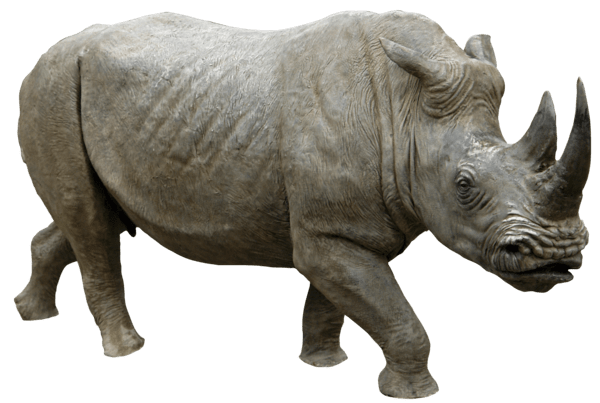Rhinoceros PNG Pic Background