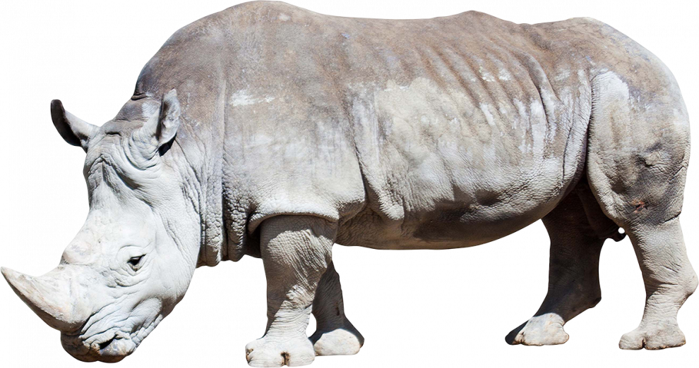 Rhinoceros Transparent Background