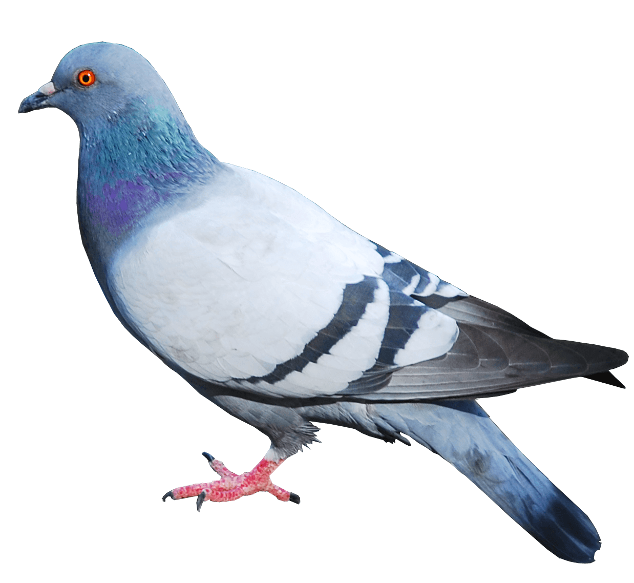 Rock Dove PNG Background