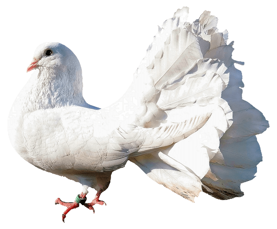 Rock Dove PNG Clipart Background