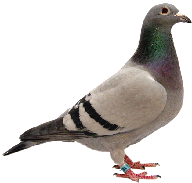 Rock Dove PNG Free File Download