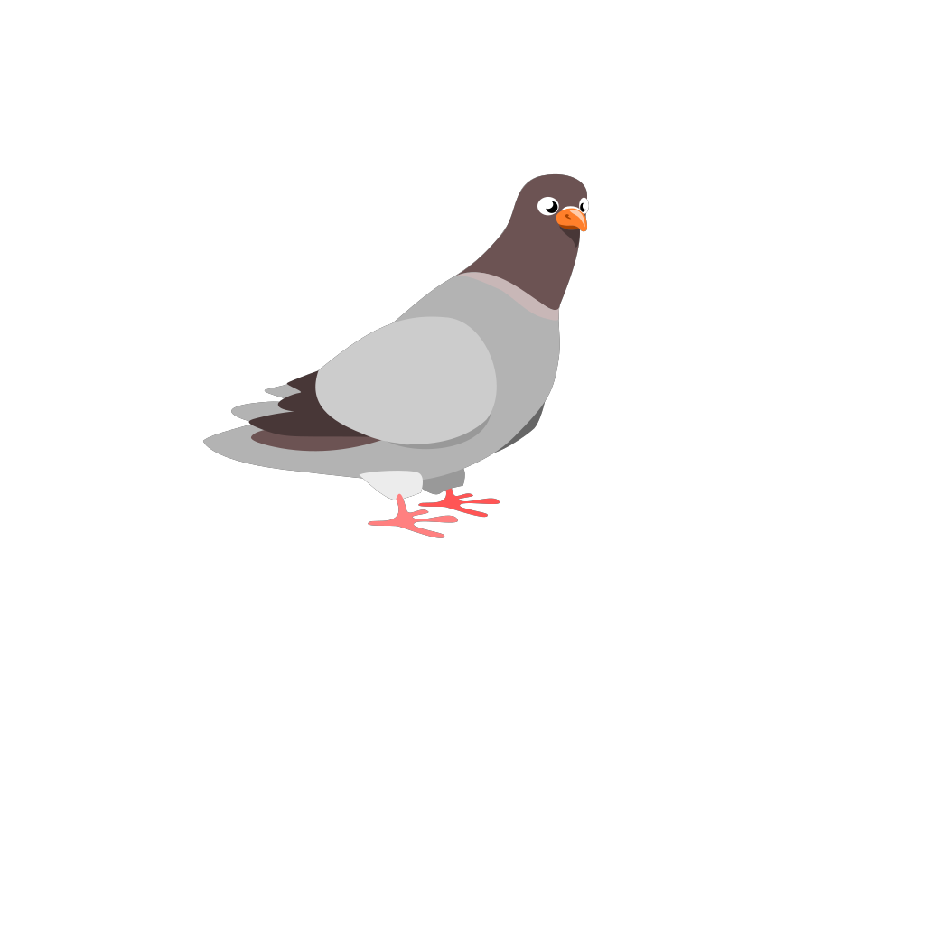 Rock Dove PNG HD Quality