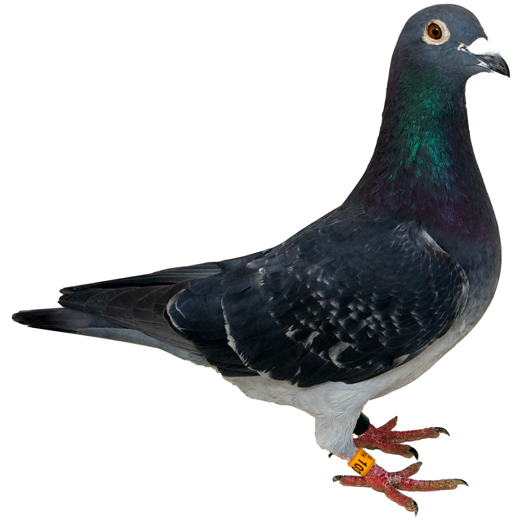 Rock Dove PNG Images Transparent Background | PNG Play