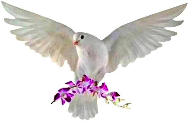 Rock Dove PNG Photo Image