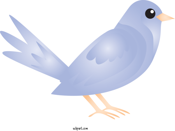 Rock Dove PNG Pic Background