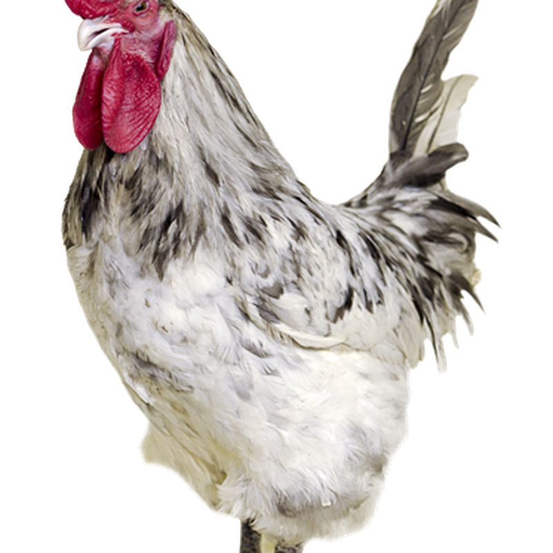 Rooster Free PNG