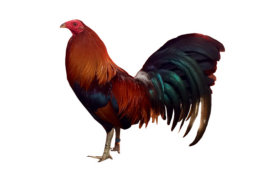 Rooster PNG Free File Download