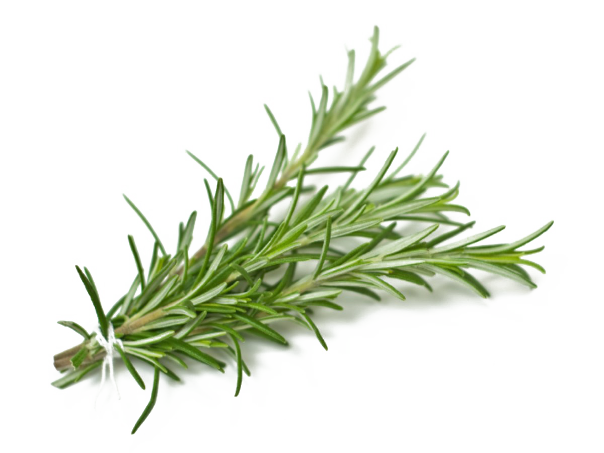 Rosemary Background PNG