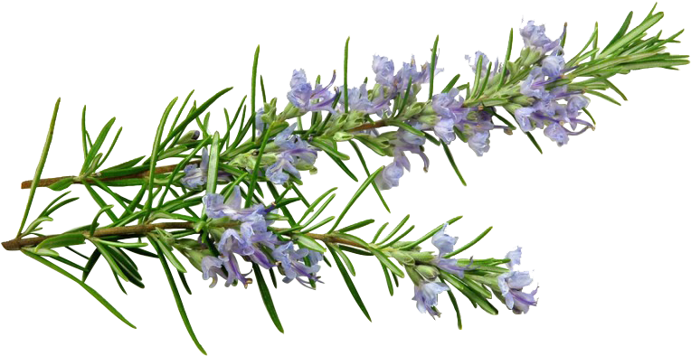 Rosemary Download grátis PNG