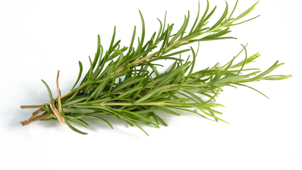Rosemary Free Picture PNG